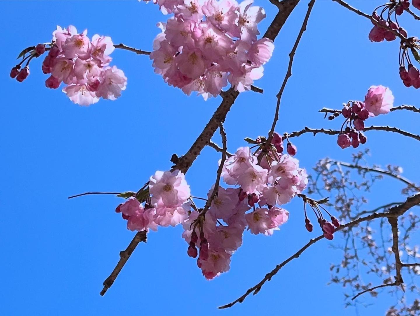 宮島 町家宿 進龍庵 Hatsukaichi Ngoại thất bức ảnh