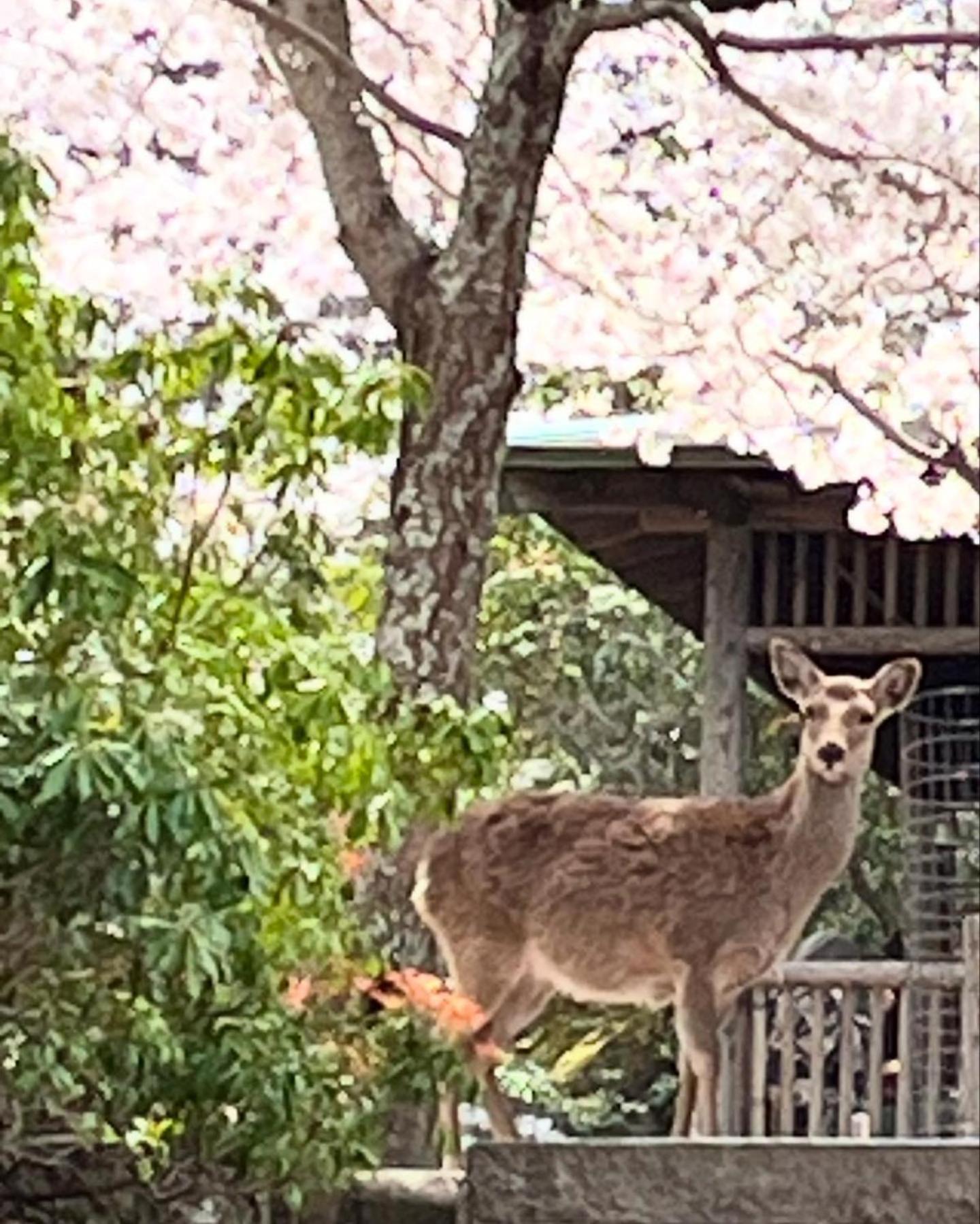 宮島 町家宿 進龍庵 Hatsukaichi Ngoại thất bức ảnh
